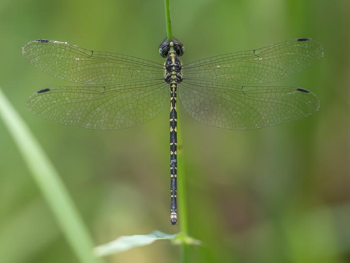 Choristhemis flavoterminata (Yellow-tipped Tigertail) female.jpg